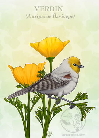 Verdin (digital, 2018)