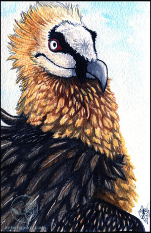 Lammergeier (watercolor + gouache, 2015)